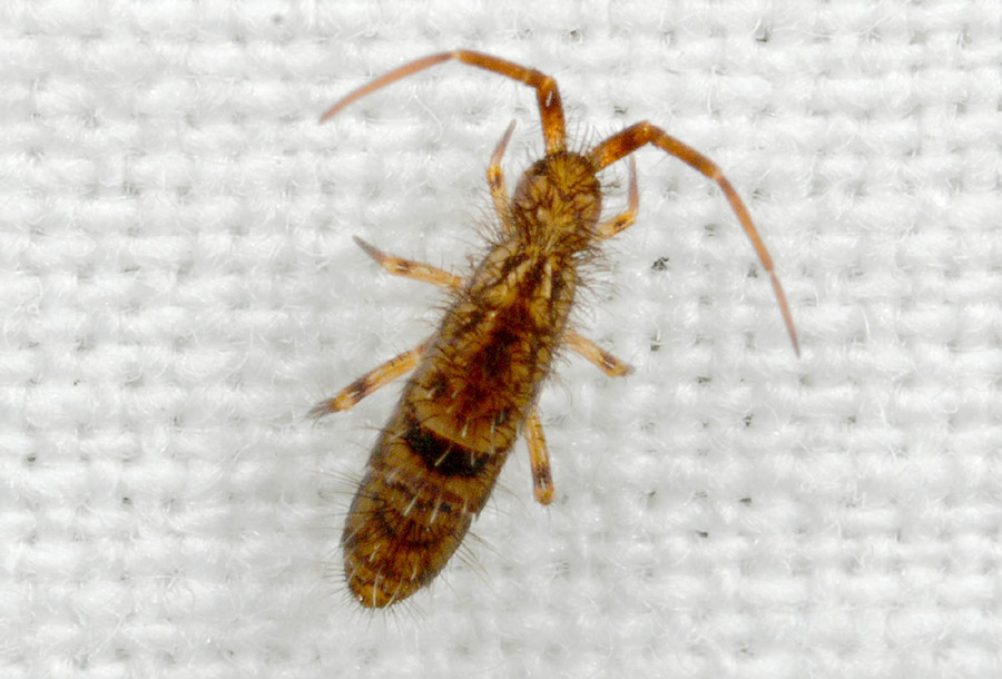 Collembola Entomobryidae: Orchesella sp.